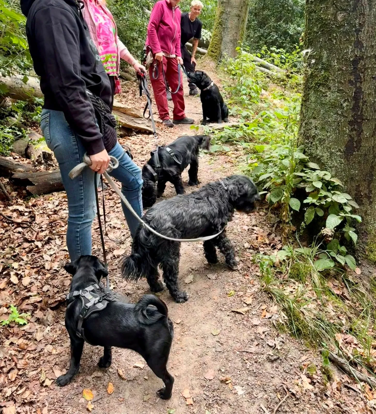 hunde