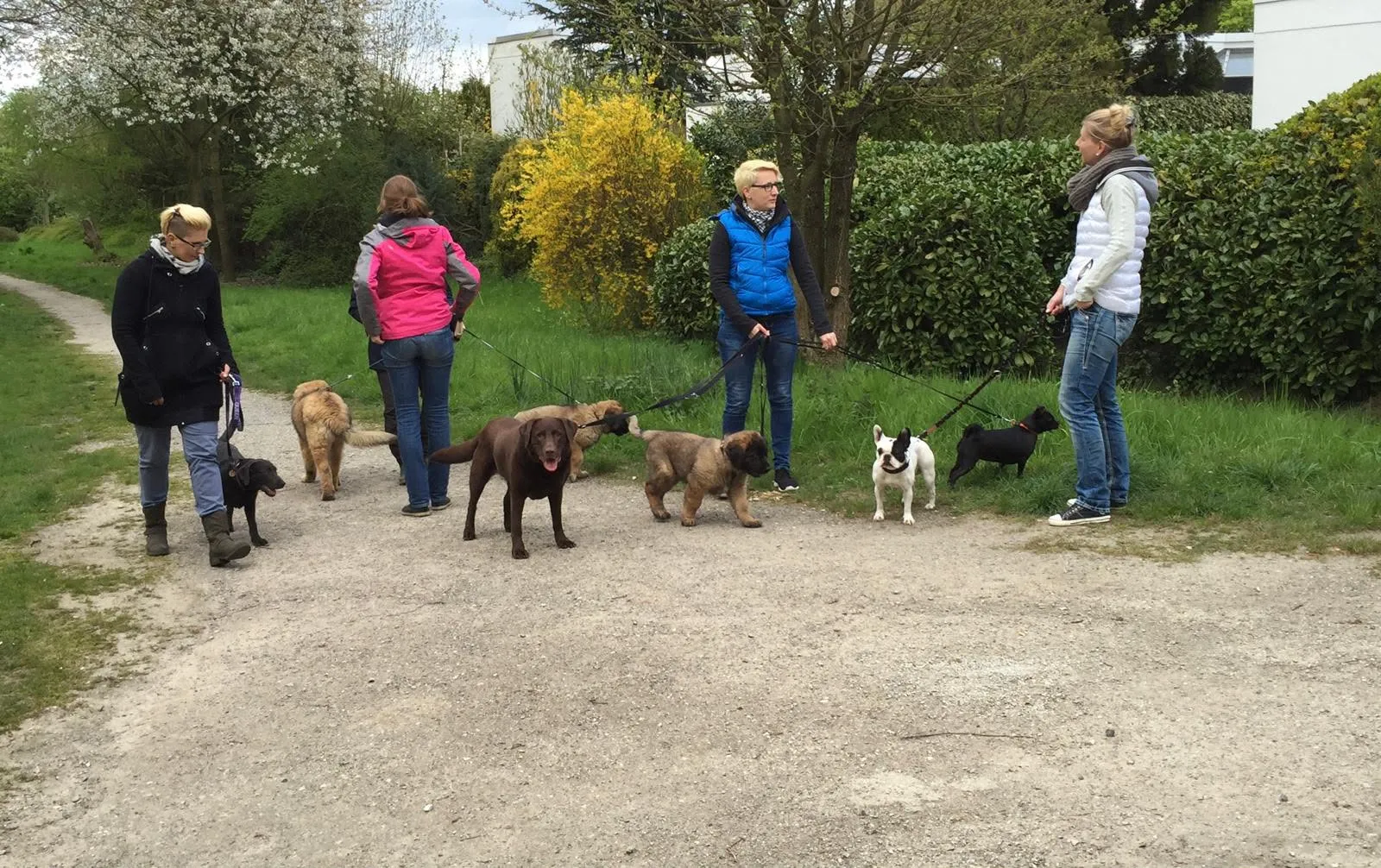 hunde